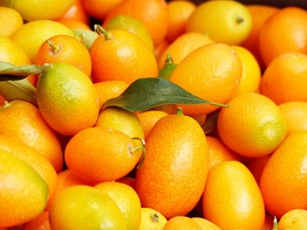 Billede af kumquats