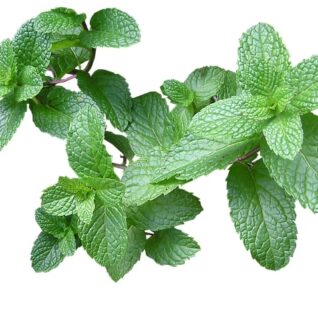 Urter mynte 50 gr DK