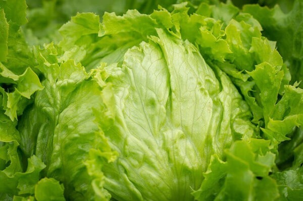 Billede af salat