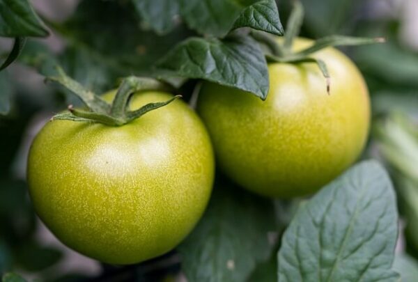 Billede af grønne tomater