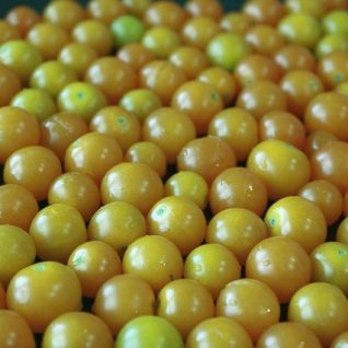 CHERRYTOMATER GULE DK