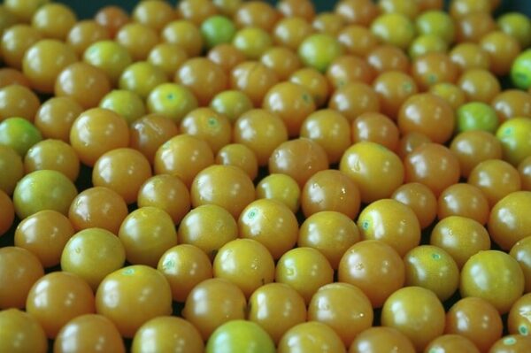 Billede af gule cherrytomater